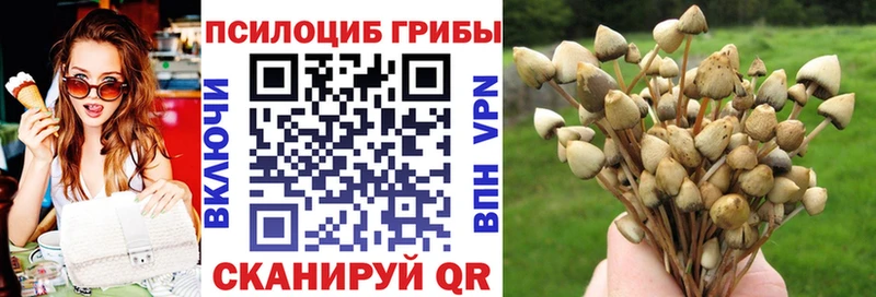 Купить  Челябинск  Галлюциногенные грибы Psilocybe 
